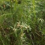 Gnaphalium uliginosum Flower