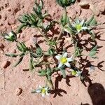 Aizoanthemum hispanicum Floare