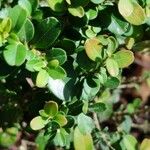 Buxus harlandii Φύλλο