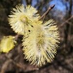Salix atrocinerea Кветка