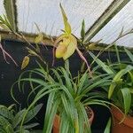 Phragmipedium longifolium Hábito