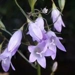 Campanula rapunculus फूल