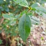 Ligustrum vulgare 葉