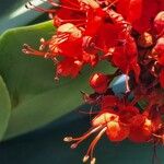 Clerodendrum splendens 花
