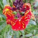 Erysimum × cheiri Flower