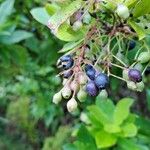 Vaccinium cylindraceum Fruto