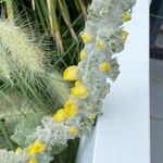 Verbascum bombyciferumFlower