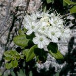 Rhododendron columbianum Flor