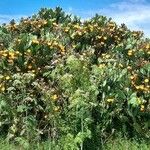 Opuntia elata Plante entière