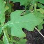 Montanoa bipinnatifida Leaf