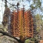 Banksia spinulosa Λουλούδι