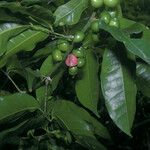 Protium heptaphyllum Fruit