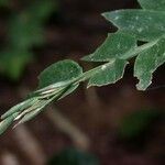 Cryptochloa concinna Leaf