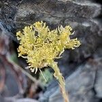 Petrosedum montanum Blüte