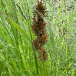 Carex vulpina Kvet