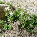 Sedum niveum Habitus