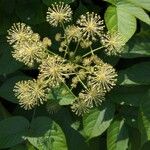 Aralia californica Kwiat