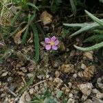 Spergularia rubra Flor