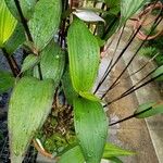 Sobralia rosea Levél