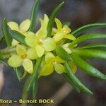 Thymelaea calycina Fruit