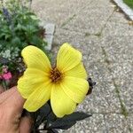 Bidens aurea Λουλούδι