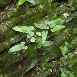 Asplenium sagittatum Natur