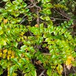 Comocladia dodonaea Leaf