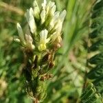 Astragalus vesicarius Floare