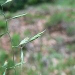 Festuca heterophylla Blodyn