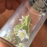 Spergula arvensisFleur