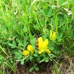 Chamaecytisus austriacus Flower