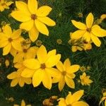 Coreopsis verticillata ᱛᱟᱦᱮᱸ