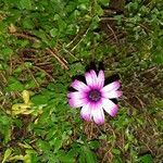 Osteospermum ecklonis Hábitos