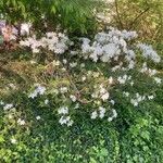 Rhododendron arborescens Natur