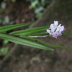 Polystachya bifida ശീലം