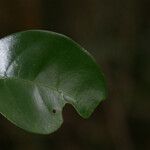 Coffea mauritiana Leaf