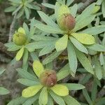 Euphorbia balsamifera फूल