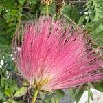 Calliandra surinamensis Fiore