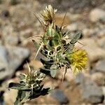 Centaurea melitensis Blüte