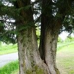 Chamaecyparis lawsoniana Bark