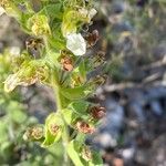 Teucrium flavum Virág