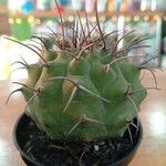 Matucana madisoniorum 葉