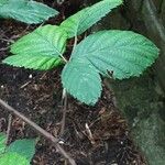 Rubus elegantispinosus Folio