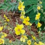 Verbascum sinuatum Flower