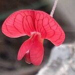 Lathyrus setifolius Fleur