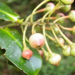 Schwartzia brenesii Fruto