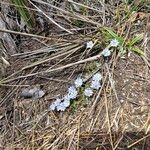 Gentiana sedifolia Цветок