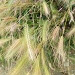 Hordeum jubatum Fruit