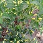 Capsicum frutescens പുഷ്പം