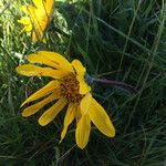 Wyethia angustifolia Flower